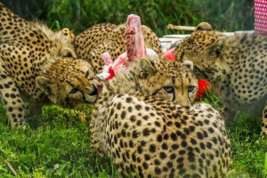 Cheetahs zoološki vrt san diego proslavio je rođendan. Cheetahs zoološki vrt san diego proslavio je rođendan.